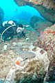 Diver and Nurse Shark in cave, Monito Island, Puerto Rico