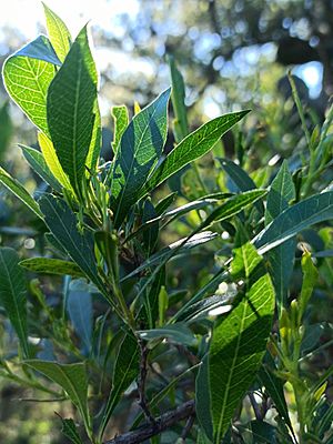 Dodonaea viscosa - Leaves