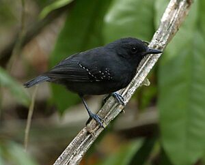 Dysithamnus plumbeus - Plumbeous antvireo.jpg