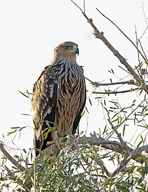 Eastern Imperial Eagle (31083627027)