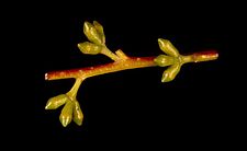 Eucalyptus kartzoffiana buds