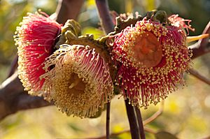 Eucalyptus youngiana KP gnangarra-12