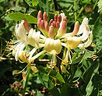 European honeysuckle 800.jpg