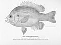 FMIB 51023 Chinquapin Perch.jpeg