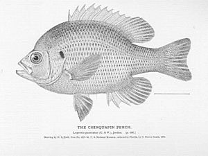 FMIB 51023 Chinquapin Perch.jpeg