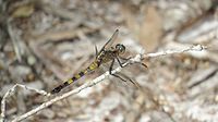 Female Orthetrum boumiera (49698322986)