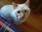 Flame Point Siamese