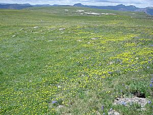 Flat Tops tundra