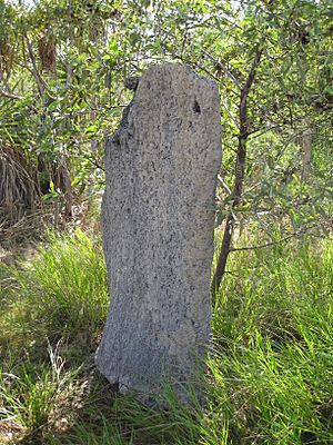 Flickr - brewbooks - Magnetic Termite mound - Litchfield National Park.jpg