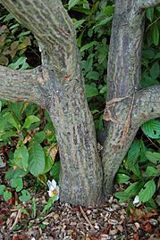 Franklin Tree Franklinia alatamaha Trunk 2000px