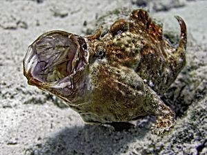 Frogfish yawn