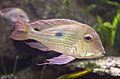 Geophagus surinamensis1.jpg