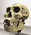 Homo Georgicus IMG 2922