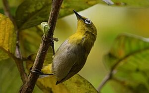 Indian white-eye soumyo