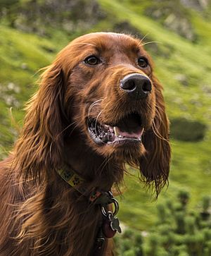 Irish setter head