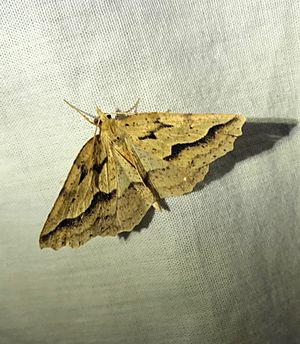 Ischalis variabilis Otari