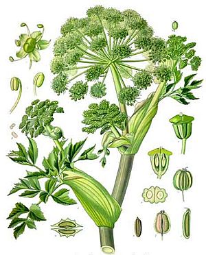 Koehler1887-GardenAngelica.jpg