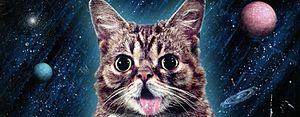 Lil-Bub-2013.jpg