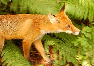 Lis (Vulpes vulpes) WOB