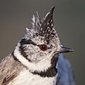 Lophophanes cristatus - 02