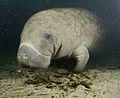 Manatee Florida