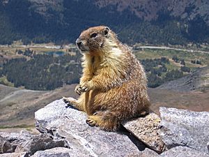 Marmot-edit1