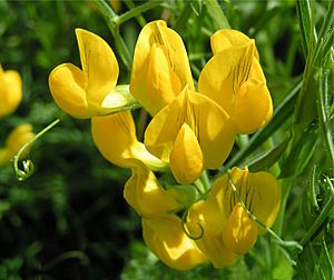 Meadow vetchling close 800.jpg