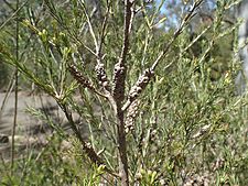 Melaleuca diosmatifolia