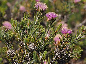 Melaleuca wonganensis.jpg