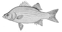 Morone chrysops.jpg