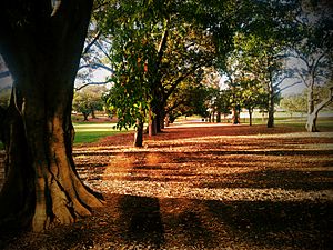 Musgrave Park, Brisbane.jpg