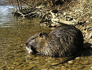 Nutria (Myocastor coypus).jpg