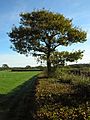 Oak and beech hedgerow