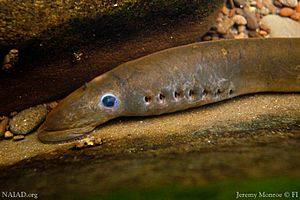 Pacific Lamprey