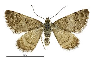 Paranotoreas fulva female.jpg