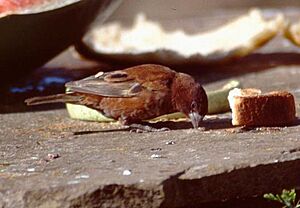 Passer eminibey -Kenya -male feeding-8-4c