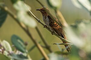 Plaintive cuckoo-F