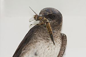 Purple martin 7166