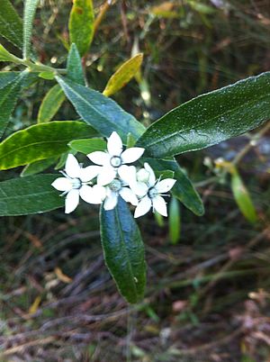 Rhadinothamnus anceps flowers.jpg