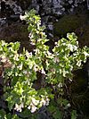 Ribes cereum bush-4-19-04.jpg