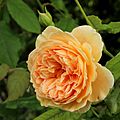 Rosa Crown Princess Margaret