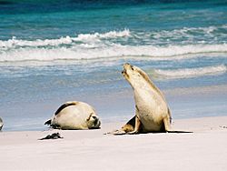 Sea lion australia