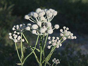 Sphenosciadium capitellatum rangers buttons.jpg