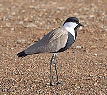 Spur-winged Lapwing (Vanellus spinosus) (21152292885)