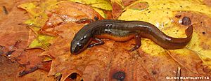 Striped Newt, Osceola County Fl.jpg