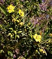 Suriana maritima flowers