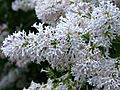 Syringa 'Oberon' 01