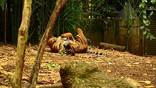 Tiger at Melbourne Zoo (11882960305)