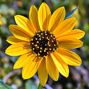 Tournesol de la Plage (5954050557).jpg