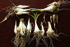 Tuberose bulbs